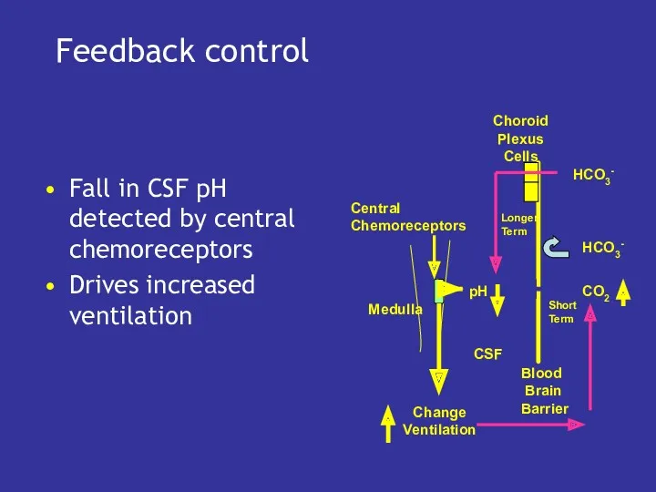 Feedback control Fall in CSF pH detected by central chemoreceptors Drives increased ventilation