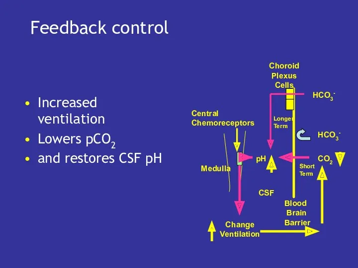 Feedback control Increased ventilation Lowers pCO2 and restores CSF pH pH CO2 HCO3-