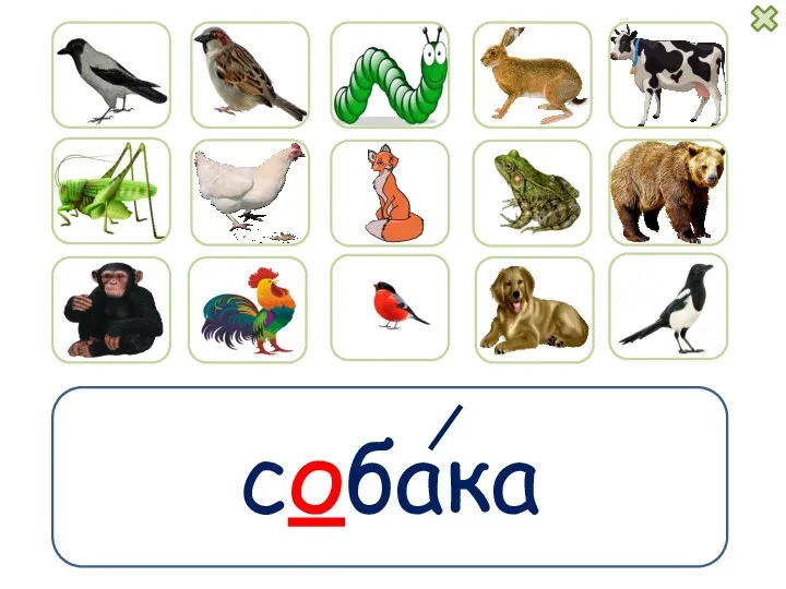 собака