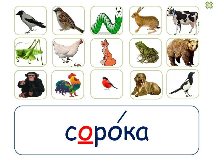 сорока