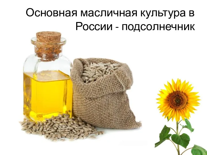 Основная масличная культура в России - подсолнечник