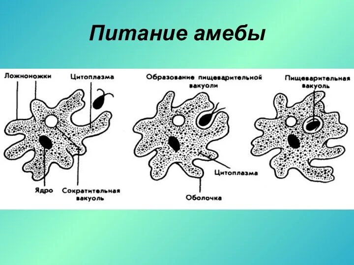 Питание амебы