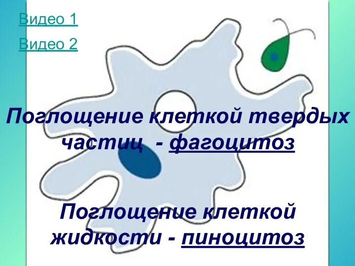 Поглощение клеткой твердых частиц - фагоцитоз Поглощение клеткой жидкости - пиноцитоз Видео 1 Видео 2