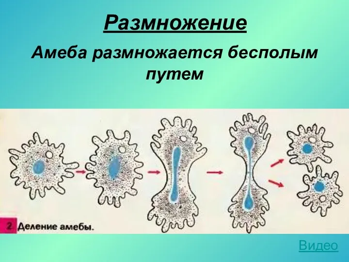 Размножение Амеба размножается бесполым путем Видео