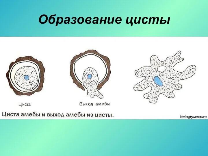 Образование цисты