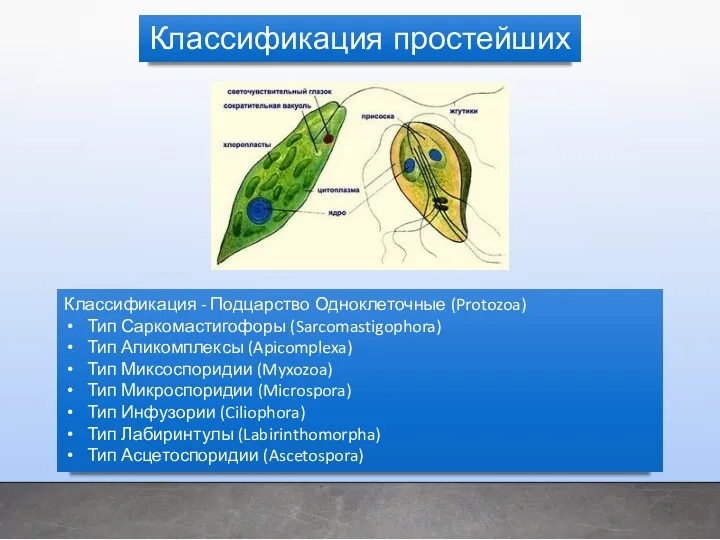 Классификация - Подцарство Одноклеточные (Protozoa) Тип Саркомастигофоры (Sarcomastigophora) Тип Апикомплексы