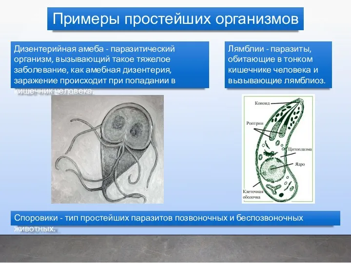 Дизентерийная амеба - паразитический организм, вызывающий такое тяжелое заболевание, как