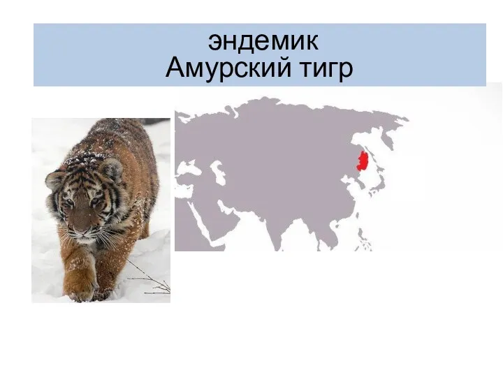 эндемик Амурский тигр