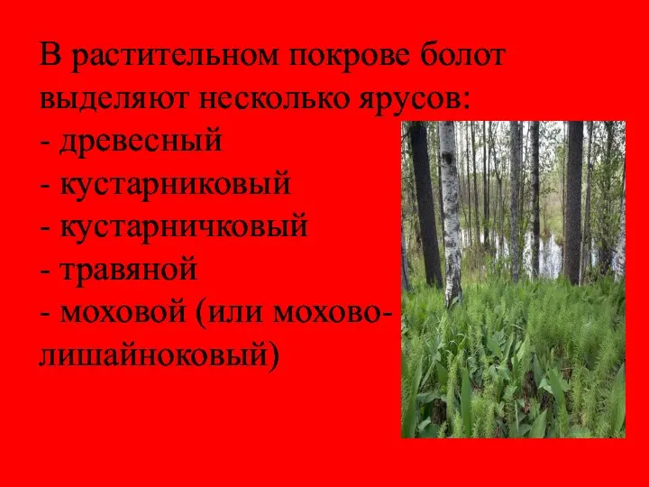 В растительном покрове болот выделяют несколько ярусов: - древесный -