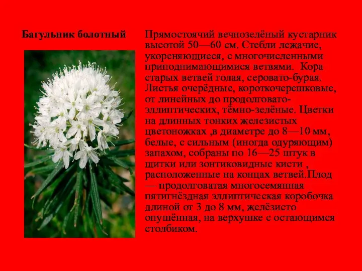 Багульник болотный Прямостоячий вечнозелёный кустарник высотой 50—60 см. Стебли лежачие,