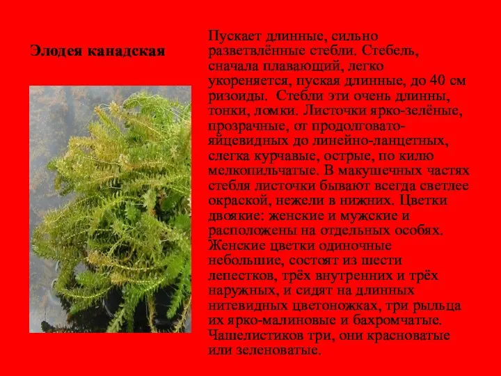 Элодея канадская Пускает длинные, сильно разветвлённые стебли. Стебель, сначала плавающий,