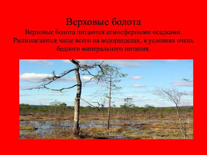 Верховые болота Верховые болота питаются атмосферными осадками. Располагаются чаще всего