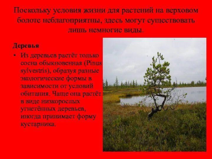 Поскольку условия жизни для растений на верховом болоте неблагоприятны, здесь