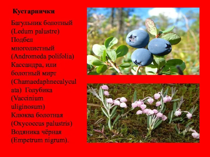 Кустарнички Багульник болотный (Ledum palustre) Подбел многолистный (Andromeda polifolia) Кассандра,