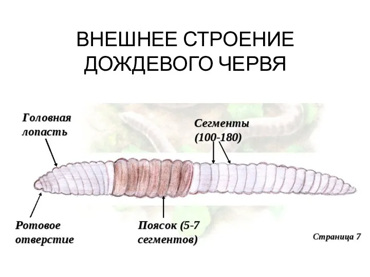 ВНЕШНЕЕ СТРОЕНИЕ ДОЖДЕВОГО ЧЕРВЯ