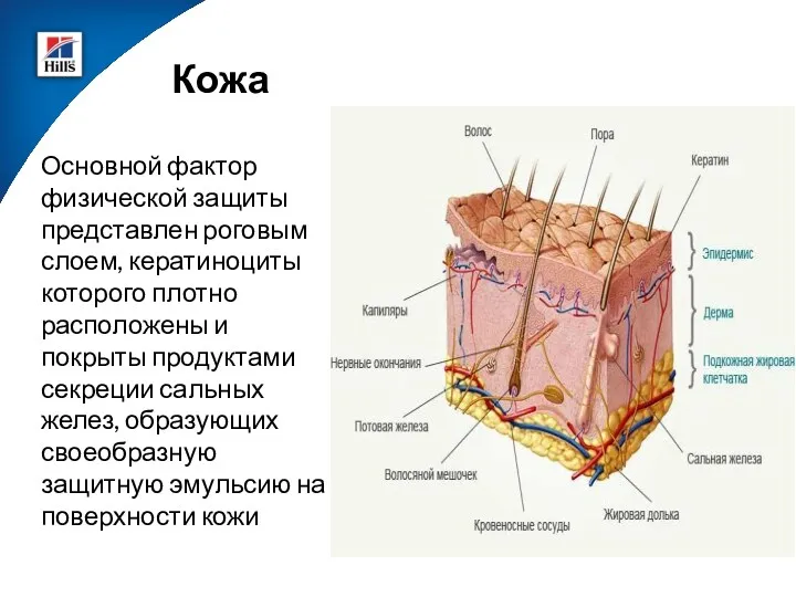 Кожа Основной фактор физической защиты представлен роговым слоем, кератиноциты которого плотно расположены и