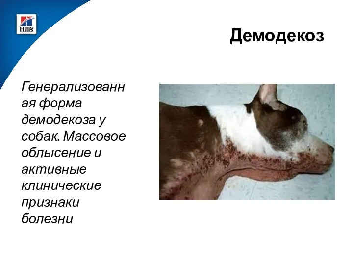 Демодекоз Генерализованная форма демодекоза у собак. Массовое облысение и активные клинические признаки болезни
