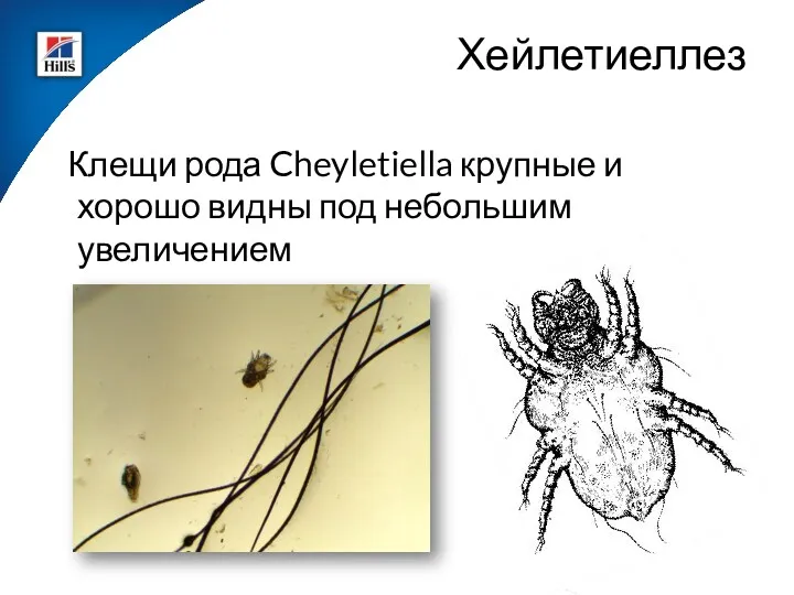 Клещи рода Cheyletiella крупные и хорошо видны под небольшим увеличением Хейлетиеллез