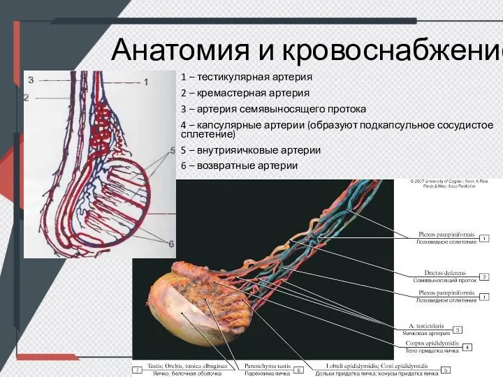 Анатомия и кровоснабжение 1 – тестикулярная артерия 2 – кремастерная