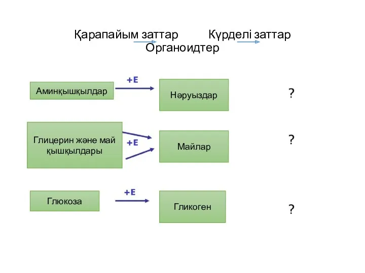 Қарапайым заттар Күрделі заттар Органоидтер Аминқышқылдар Нәруыздар Глицерин және май қышқылдары Майлар Глюкоза Гликоген