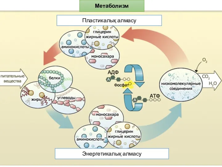 Метаболизм Пластикалық алмасу Энергетикалық алмасу