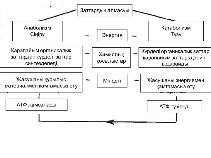 Заттардың алмасуы Анаболизм Сіңіру Катаболизм Түзу Энергия Химиялық қосылыстар Қарапайым