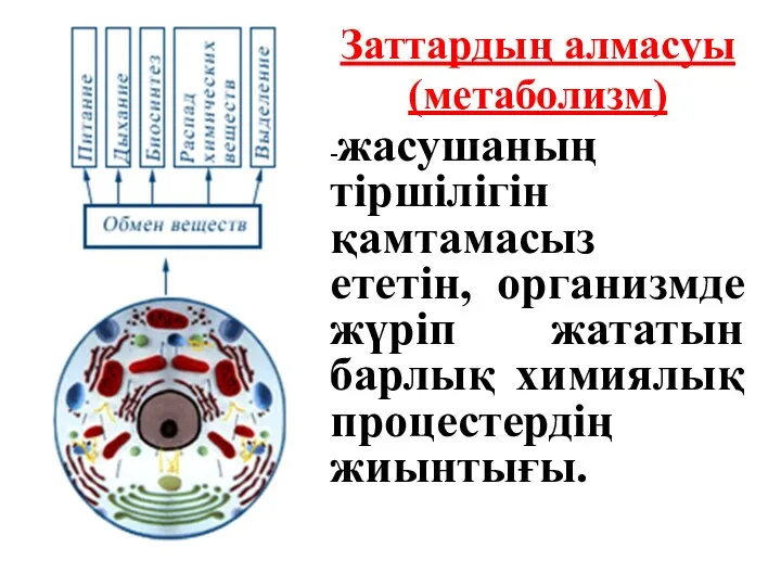 Заттардың алмасуы (метаболизм) -жасушаның тіршілігін қамтамасыз ететін, организмде жүріп жататын барлық химиялық процестердің жиынтығы.