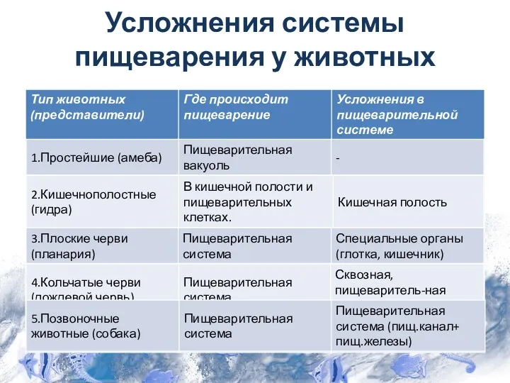 Усложнения системы пищеварения у животных