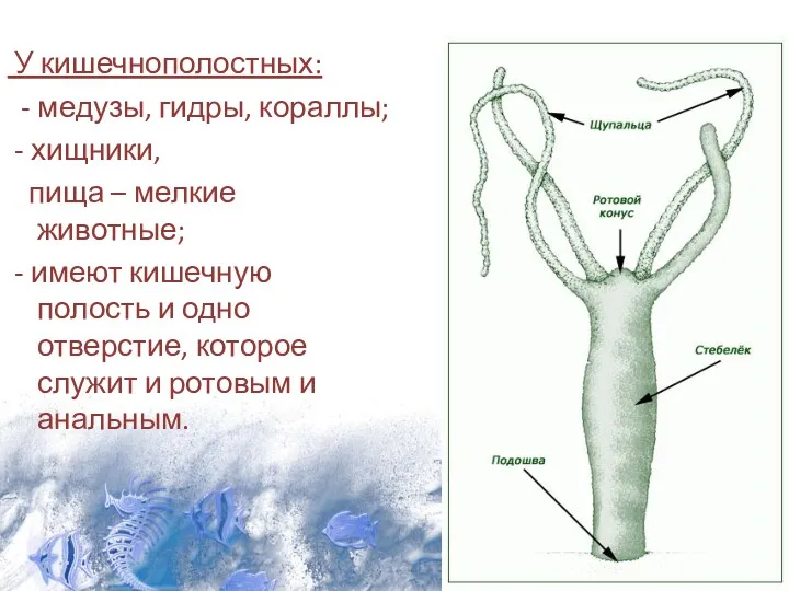 У кишечнополостных: - медузы, гидры, кораллы; - хищники, пища –