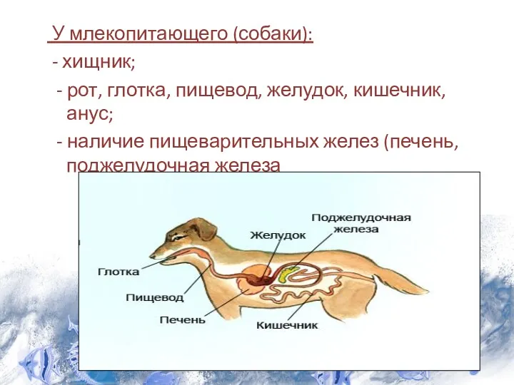 У млекопитающего (собаки): - хищник; - рот, глотка, пищевод, желудок,