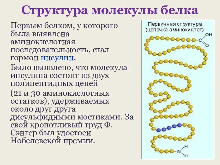 Структура молекулы белка Первым белком, у которого была выявлена аминокислотная