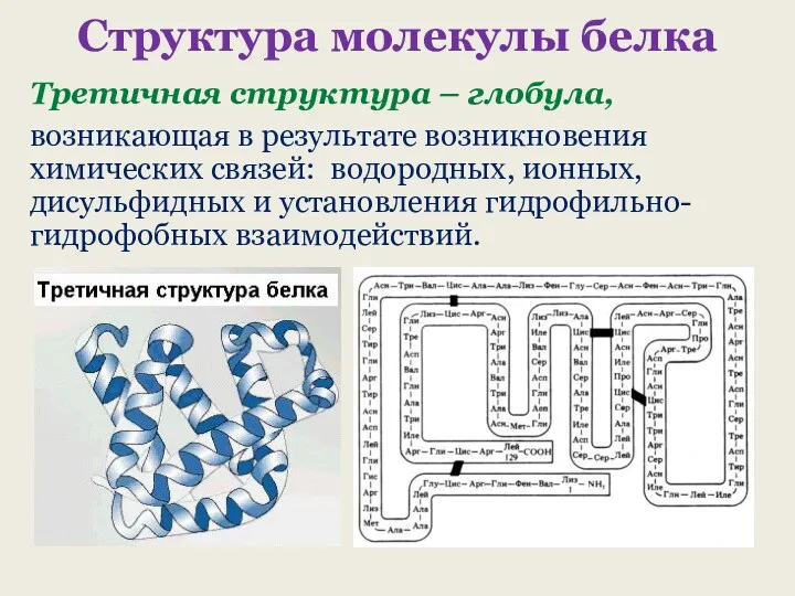 Структура молекулы белка Третичная структура – глобула, возникающая в результате