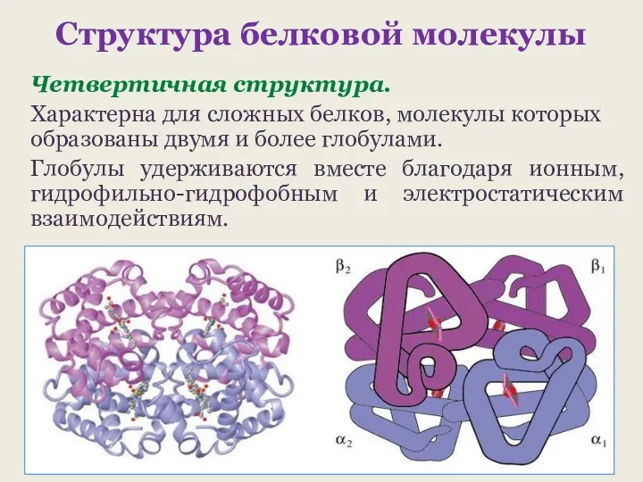 Структура белковой молекулы Четвертичная структура. Характерна для сложных белков, молекулы