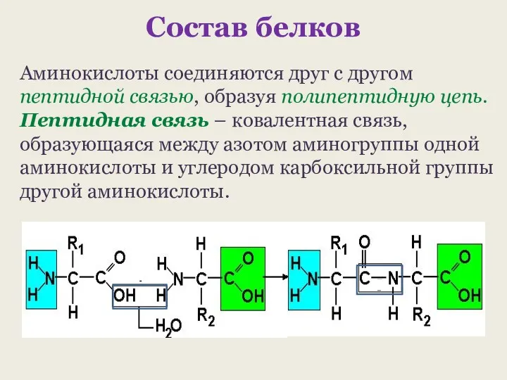 Состав белков Аминокислоты соединяются друг с другом пептидной связью, образуя