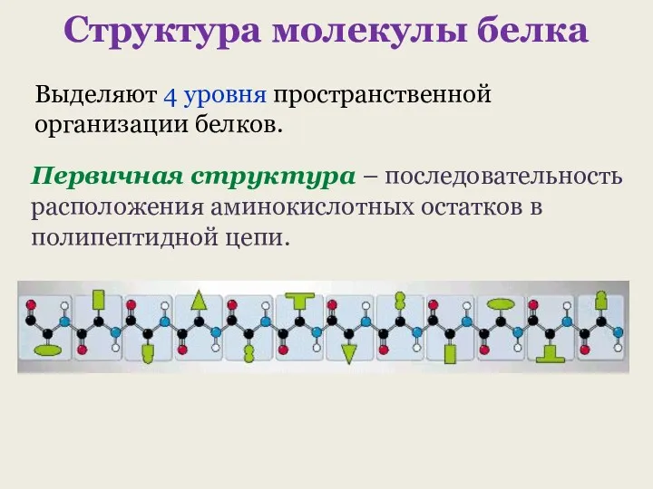 Структура молекулы белка Первичная структура – последовательность расположения аминокислотных остатков