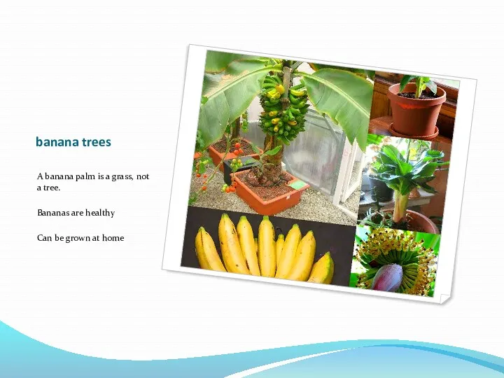 banana trees A banana palm is a grass, not a