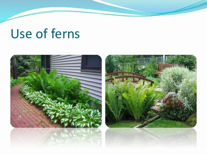 Use of ferns