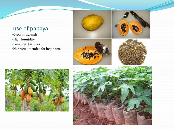 use of papaya Grow in warmth High humidity Beneficial features Not recommended for beginners
