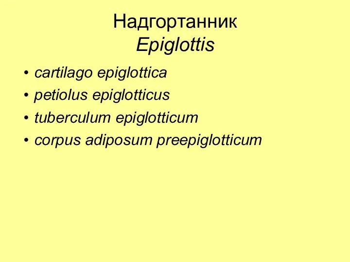 Надгортанник Epiglottis cartilago epiglottica petiolus epiglotticus tuberculum epiglotticum corpus adiposum preepiglotticum