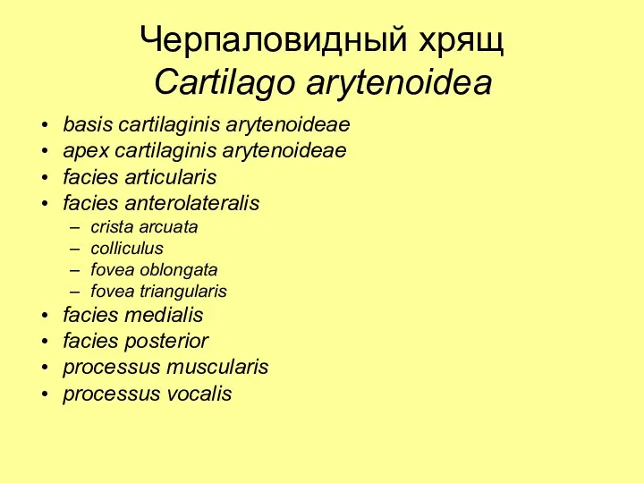 Черпаловидный хрящ Cartilago arytenoidea basis cartilaginis arytenoideae apex cartilaginis arytenoideae facies articularis facies