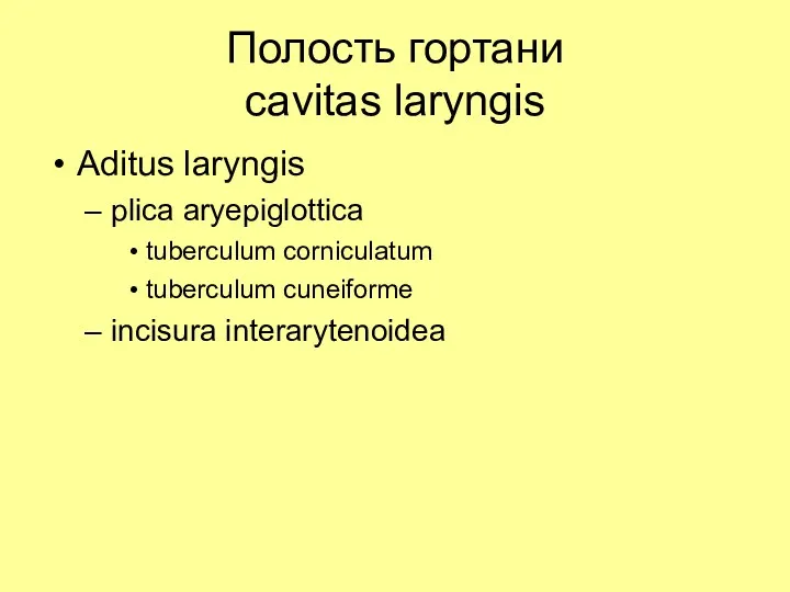 Полость гортани сavitas laryngis Aditus laryngis plica aryepiglottica tuberculum corniculatum tuberculum cuneiforme incisura interarytenoidea