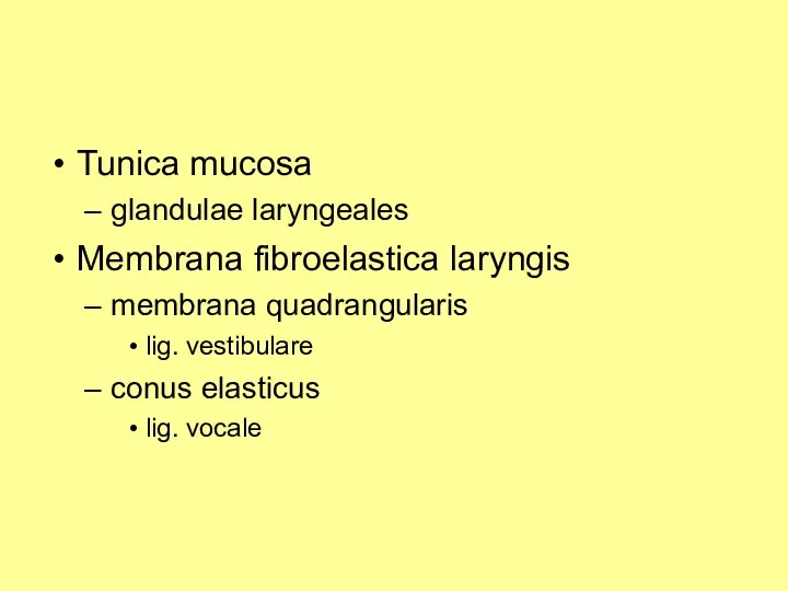 Tunica mucosa glandulae laryngeales Membrana fibroelastica laryngis membrana quadrangularis lig. vestibulare conus elasticus lig. vocale