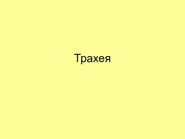 Трахея