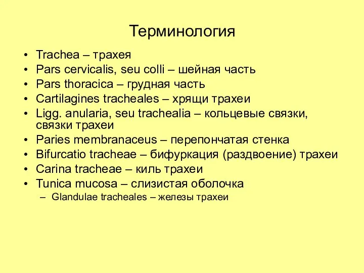 Терминология Trachea – трахея Pars cervicalis, seu colli – шейная