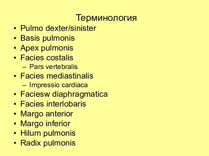 Терминология Pulmo dexter/sinister Basis pulmonis Apex pulmonis Facies costalis Pars vertebralis Facies mediastinalis