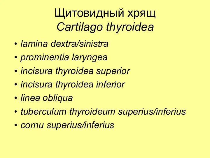 Щитовидный хрящ Cartilago thyroidea lamina dextra/sinistra prominentia laryngea incisura thyroidea superior incisura thyroidea