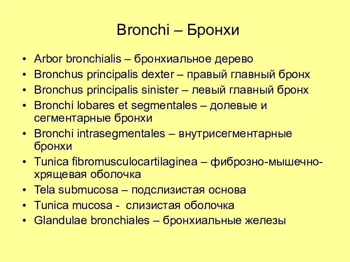 Bronchi – Бронхи Arbor bronchialis – бронхиальное дерево Bronchus principalis dexter – правый