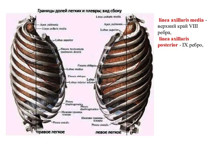 linea axillaris media - верхний край VIII ребра, linea axillaris posterior - IX ребро,