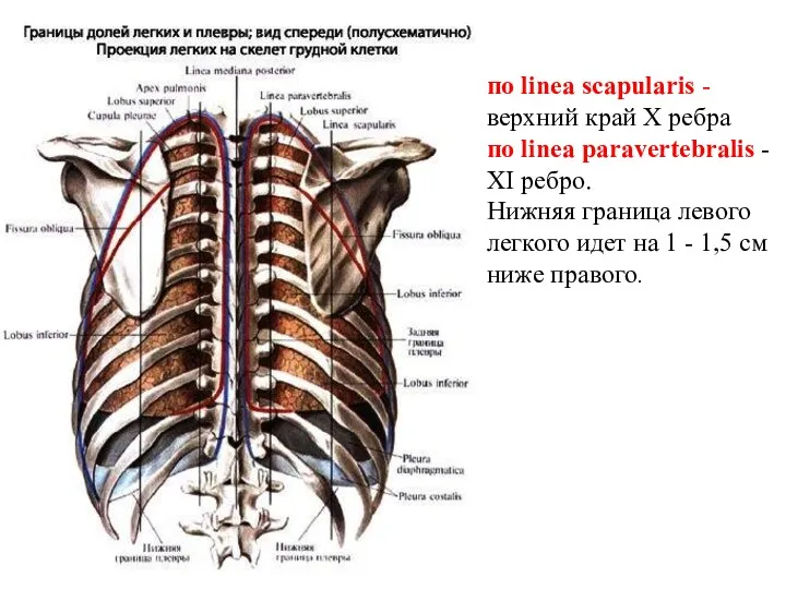 по linea scapularis - верхний край X ребра по linea paravertebralis - XI