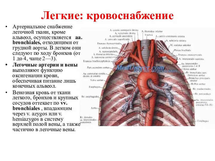 Легкие: кровоснабжение Артериальное снабжение легочной ткани, кроме альвеол, осуществляется аа.